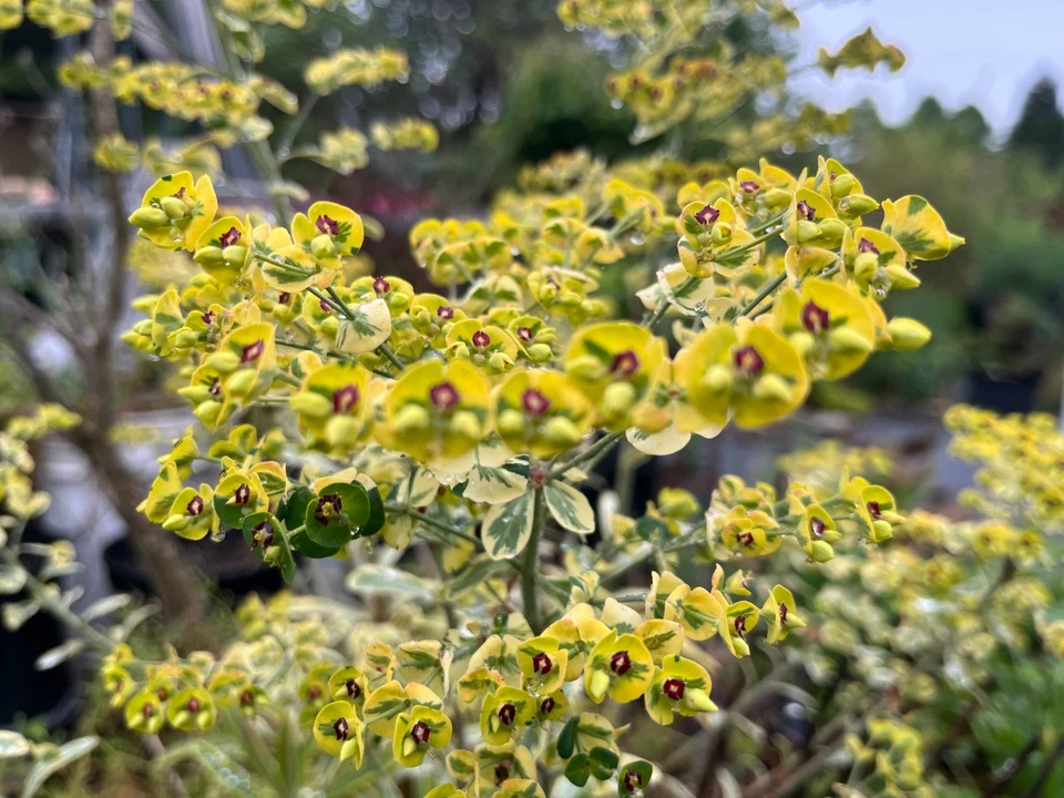 Variegated Euphorbia Ascot Rainbow Live Plant, Flowering Spurge FREE SHIPPING - Image 3 of 4