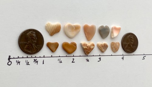 10 Fragmentos Naturales ❤️En Forma de Corazón Conchas de Mar Amor Guijarro Artesanía #S1B - Imagen 6 de 17
