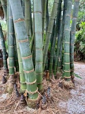 Big Bambu Sub Tropicali Bamboo,Giganti,Legno da costruzione,Garden Top 300 Semi
