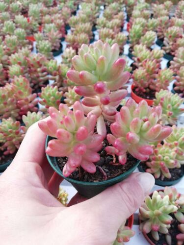 10x Ableger Sedum rubrotinctum, ca 10cm, Sukkulente mit besonderer Farbgebung - Bild 7 von 12