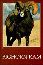 Bighorn Ram Wild Animal Postcard Unused (33741)
