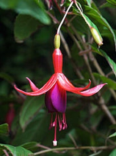 Fuchsia magellanica Hardy Bush fuchsia | 15 Seeds