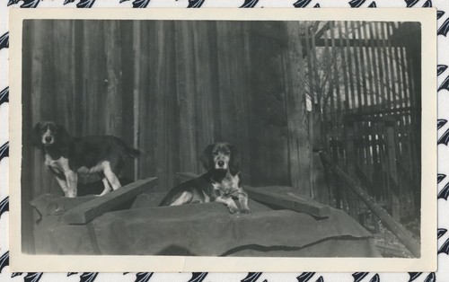 Snapshot Vintage Photo Beagle Cute Dogs Animals Pets Wood Fence Outside Sweet - Picture 3 of 6