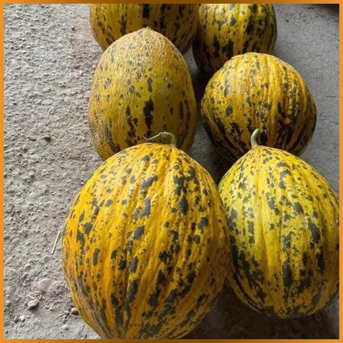 Türkische Honigmelone Ankara Polatlı Kavun 10 Samen Melone Samen Saftig und Süß - Bild 1 von 2