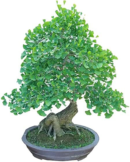 Ginkgo Samen Zimmerbonsai - Bio Ginkgo Biloba Baumsamen, Winterharte  Zimmerpflanzen & Gartenbume, 15 Stck