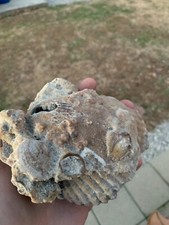 cluster slab of a seashell