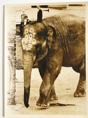 Elefant mit '' Füttere mich nicht '' gemalt auf Kopf um 1930 Pressefoto