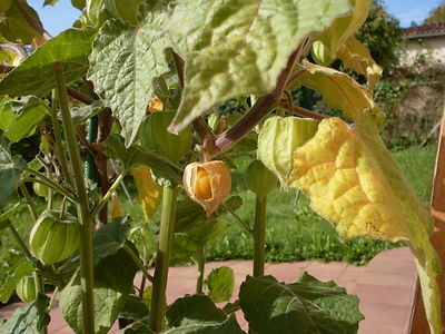 Andenbeere - Physalis peruviana 40+ samen ERTRAGREICH und FEIN! So 021