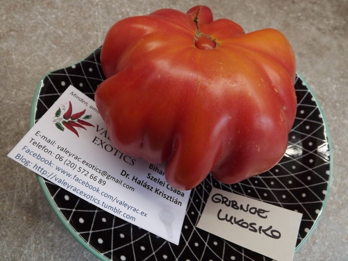Cesta de champiñones tomate - reliquia rusa - 5+ semillas - granos - semillas - P 215
