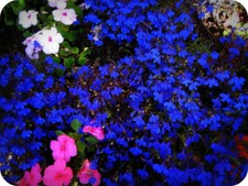 LOBELIA SEEDS DARK BLUE CARPET FLOWERS FOR BASKETS BALCONY POTS ROCKERY