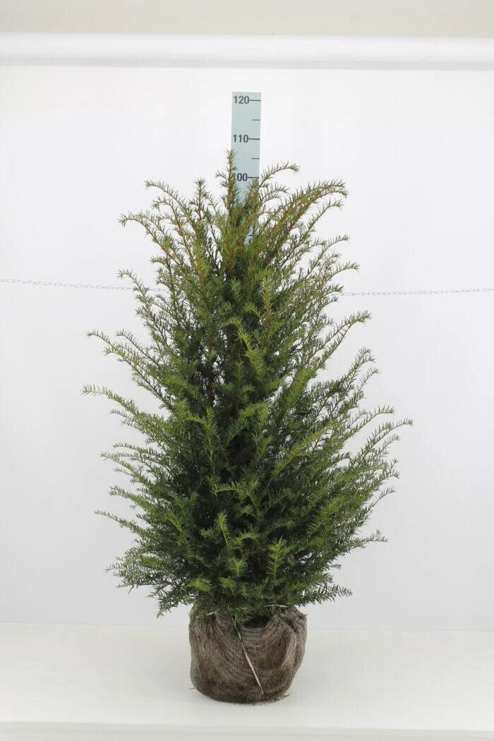 bergpalme goldfruchtpalme unterschied Goldfruchtpalme XL | Dypsis