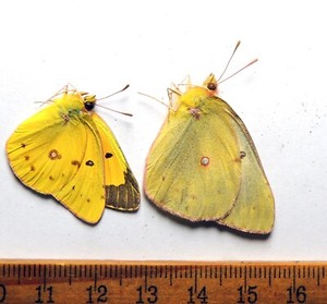 Colias eurytheme, pair, Maryland/Virginia; Pieridae