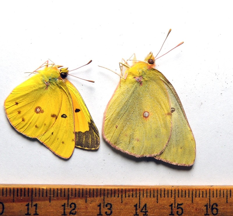 Colias eurytheme, pair, Maryland/Virginia; Pieridae