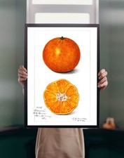 Orange 1916 Illustration POSTER PRINT A5A1 Vintage Botanical Food Wall Art Decor