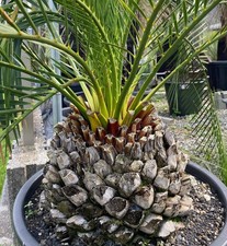Macrozamia mountperriensis -  - NO encephalartos hirsutus