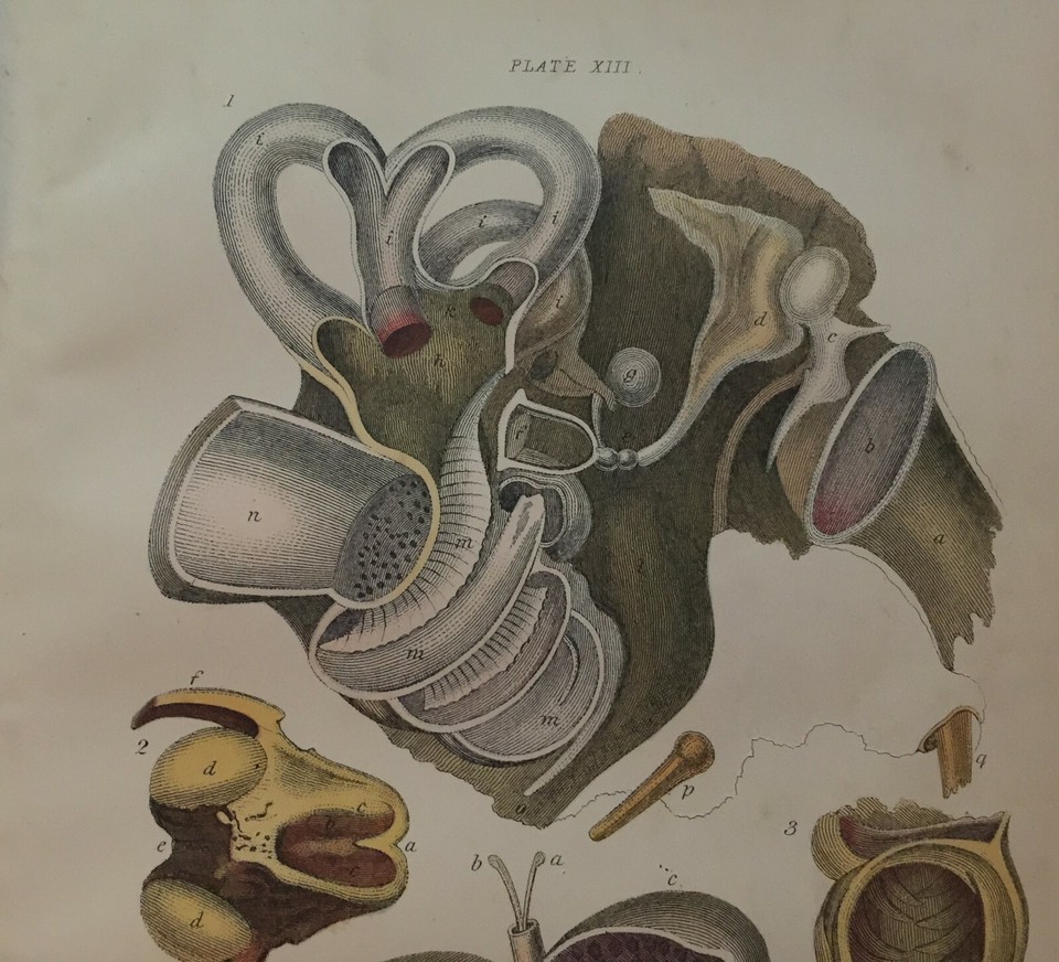 Antique Print Internal Structure Ear Horse Dated 1900 Stomach Ruminating Animal eBay