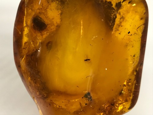 Amber Piece Insect Fossil Inclusion Baltic Natural Collectible Bead 17,4g 18693 - Picture 4 of 24