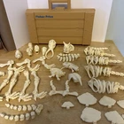 Vintage Fisher Price Dinosaur Design-A-Saur Bones and Case Set 36 Bone Pieces