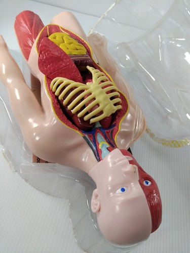 Educational Human Body Model Plastic Head Torso Removable Parts - Picture 5 of 11