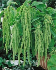 Green Tails Amaranth Flower Seeds Amaranthus caudatus viridis, 