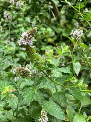 Chocolate Mint Herb Plant 25 Seeds USA Seller USA Seller Home Grown | eBay