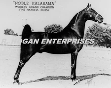C. 1939 Grand Champion Horse Noble Kalarama Hodgenville Kentucky 8X10 Photo F433