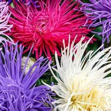 Crego Giant Mixture Aster Seeds | NON-GMO | Heirloom | Fresh Flower Seeds