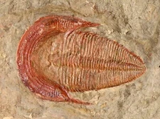 Rare Ordovician trilobite, Harpides, Fezouata Formation, Morocco
