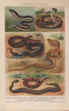 Chromo-Lithografie 1898: Gift-Schlangen. Plattschwanz-Klapperschlange Amphibien