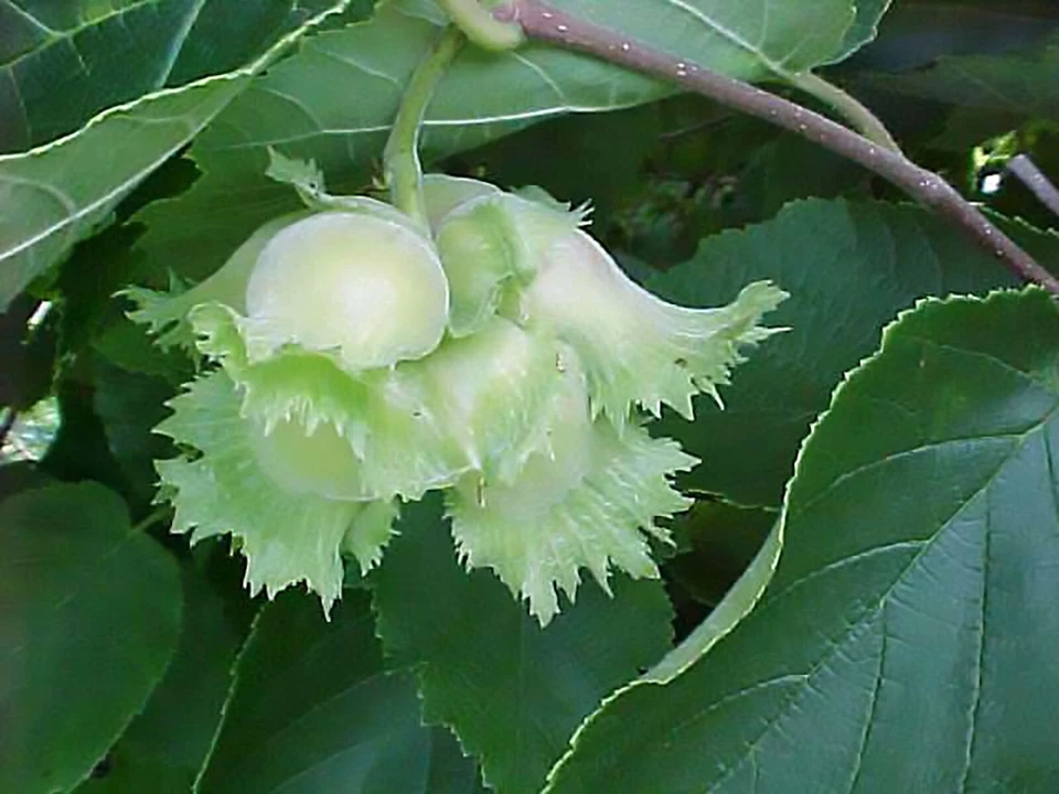American Hazelnut, (Filbert), Corylus americana, Tree Seeds - Image 2 of 4