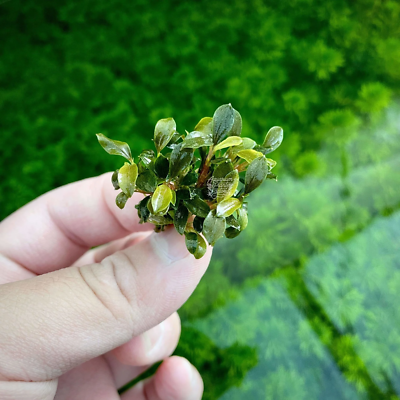 Bucephalandra Sanggau Green Jade | Aquarium Plants Factory® | eBay