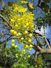 Golden Shower Tree