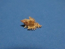 Murex (Chicoreus) dodongi Houart, 1995 "BEAUTIFUL!"  (22.2mm)