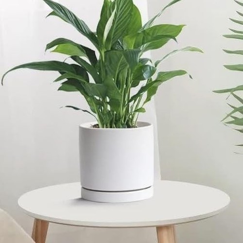 Plant Saucer Pot Tray Planter Saucers 4 Pack 4 5 6 7 8 9 10 11 12 13 Inch for... - Picture 8 of 9