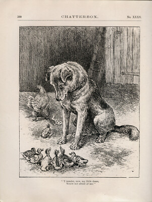GLATTER BORDER COLLIE SCHÄFERHUND HUND ANTIKER DRUCK GRAVUR 1915 Huhn Entenküken