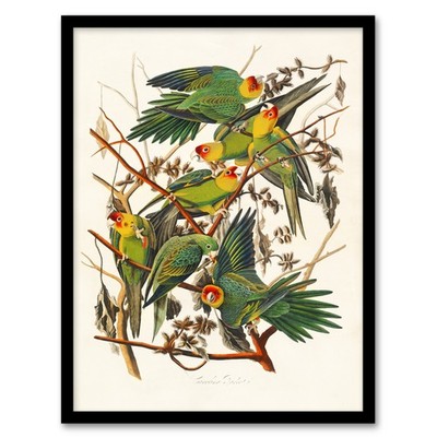 John James Audubon gerahmter Wandkunstdruck Carolina Sittich Papagei Wohndeko