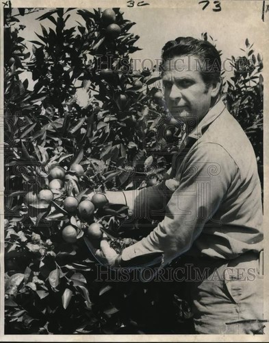 1970 Press Photo Orange grower C.J. Becnel with Louisiana satsuma tree at Ollie