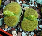 Lithops aucampiae 'Jackson s Jade' C395  seeds 50pcs