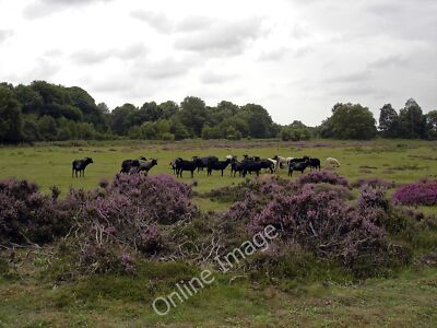 Photo 6x4 Hebridean Sheep on the Sandlings (1) Shottisham These sheep hav c2010