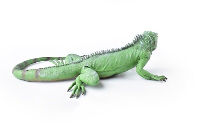 トップス IGUANA Iguana, Lizard, Museum Quality, Foam Rubber Reptile, Toy
