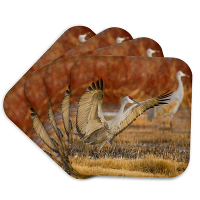 3dRose, Sandhill Crane landing at roost pond, New Mexico, USA, Coaster