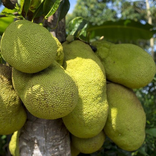 Jackfruit Plant Fruit Tree Tropical Tall 18 inchs - Picture 6 of 9