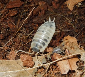 12 Dairy Cow Isopods Porcellio Laevis Dairy Cow Live Vivarium Cleaner Crew Ebay