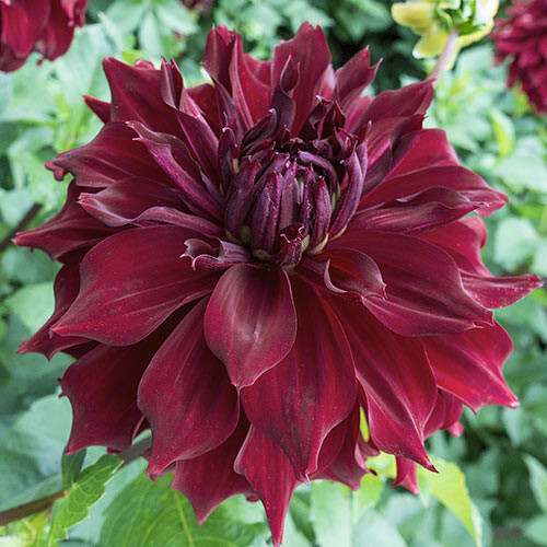 1 - Mingus Alex Giant Dinnerplate Dahlia Flower Bulb Tuber