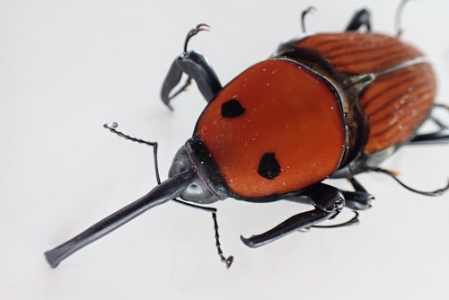 MA881. Insects, butterflies: Curculionidae sp. Sabah, Malaysia!!!!!!!!!!!!