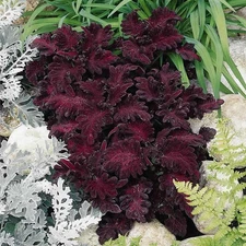 25+ Black Dragon Coleus Seeds – Bold Foliage Easy to Grow Garden Plant