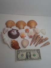 LOT of 18 SEA SHELLS Arts Craft Jewelry Decor Beach