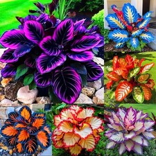 150 Shaped Hostas Seed for Planting Outdoors-Rare Rainbow Hosta Seeds Perenn...