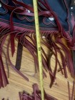 used western chinks — photo 6