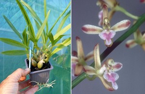 Acriopsis javanica, orchidée, Orchid